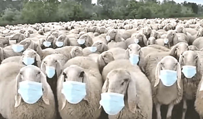 Pecore con mascherina 46280