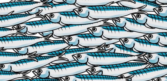 Sardine 31a56